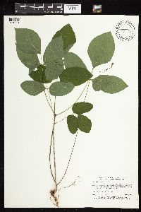 Hylodesmum nudiflorum image