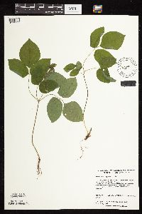 Hylodesmum nudiflorum image