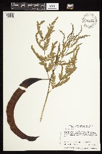 Gleditsia triacanthos image