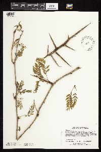 Gleditsia triacanthos image