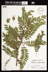 Gleditsia triacanthos image