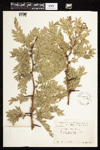 Gleditsia triacanthos image