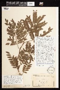 Gleditsia triacanthos image