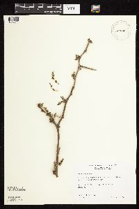Gleditsia triacanthos image