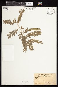 Gleditsia triacanthos image