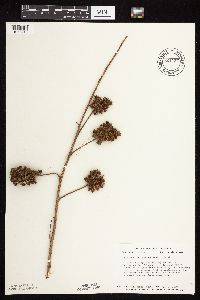 Glycyrrhiza lepidota image