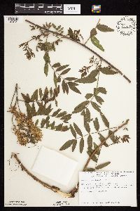 Glycyrrhiza lepidota image