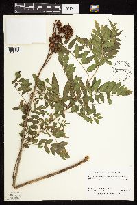 Glycyrrhiza lepidota image