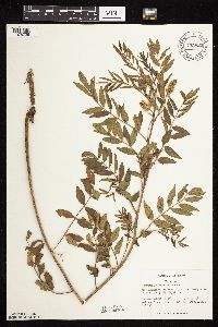 Glycyrrhiza lepidota image
