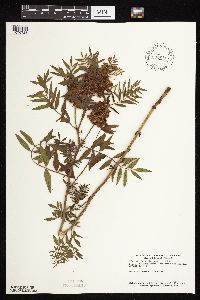 Glycyrrhiza lepidota image
