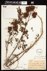 Glycyrrhiza lepidota image