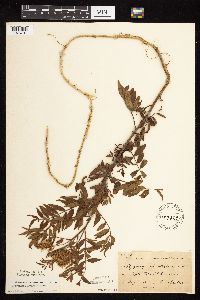 Glycyrrhiza lepidota image