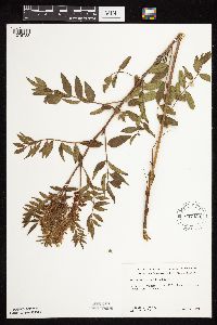 Glycyrrhiza lepidota image