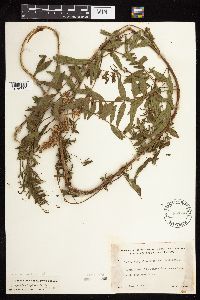 Glycyrrhiza lepidota image