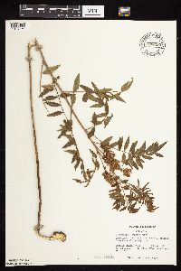 Glycyrrhiza lepidota image
