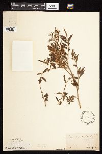 Glycyrrhiza lepidota image