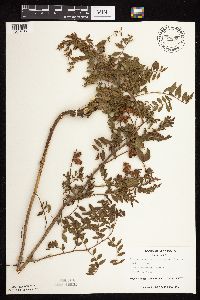 Glycyrrhiza lepidota image
