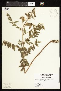 Glycyrrhiza lepidota image