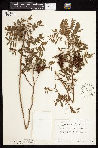 Glycyrrhiza lepidota image