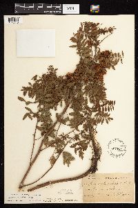 Glycyrrhiza lepidota image