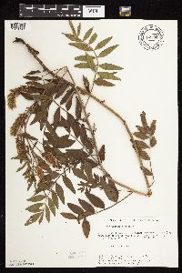 Glycyrrhiza lepidota image