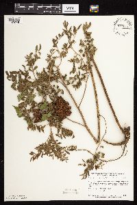 Glycyrrhiza lepidota image