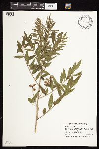 Glycyrrhiza lepidota image