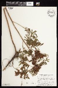 Glycyrrhiza lepidota image