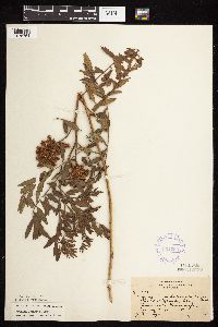 Glycyrrhiza lepidota image