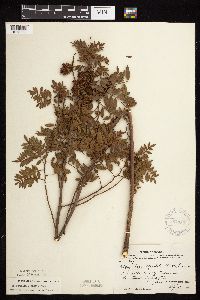 Glycyrrhiza lepidota image