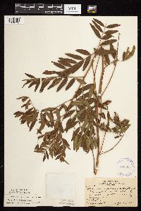 Glycyrrhiza lepidota image