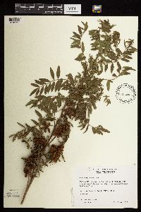 Glycyrrhiza lepidota image