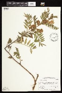Glycyrrhiza lepidota image