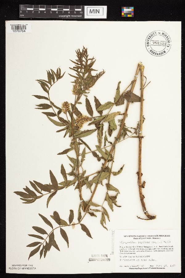 Glycyrrhiza lepidota image