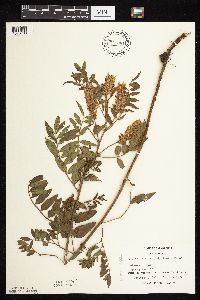 Glycyrrhiza lepidota image