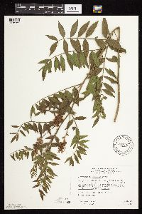 Glycyrrhiza lepidota image