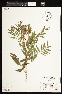 Glycyrrhiza lepidota image