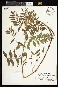 Glycyrrhiza lepidota image