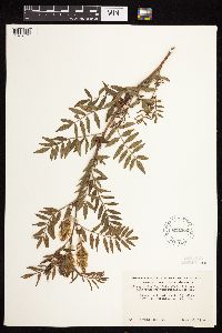Glycyrrhiza lepidota image