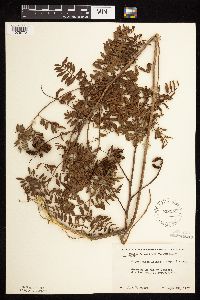 Glycyrrhiza lepidota image