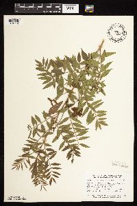 Glycyrrhiza lepidota image