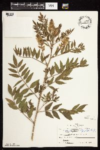 Glycyrrhiza lepidota image