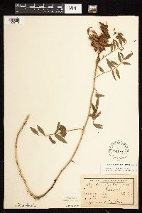 Glycyrrhiza lepidota image