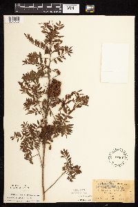 Glycyrrhiza lepidota image