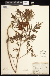 Glycyrrhiza lepidota image