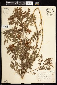 Glycyrrhiza lepidota image