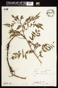 Glycyrrhiza lepidota image