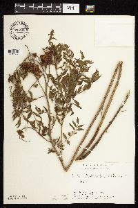 Glycyrrhiza lepidota image