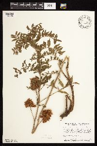 Glycyrrhiza lepidota image