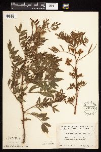 Glycyrrhiza lepidota image